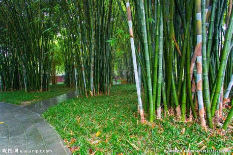 竹子根|竹(竹子（禾本科竹亞科植物）):基本介紹,形態特徵,竹。